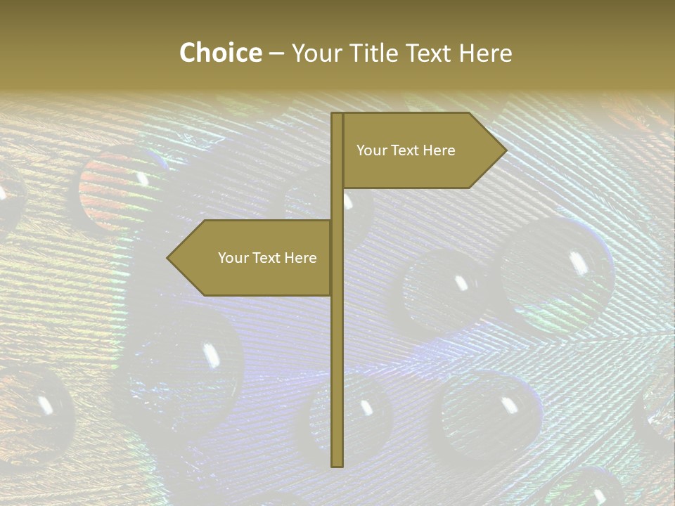 Macro Shiny Bird PowerPoint Template