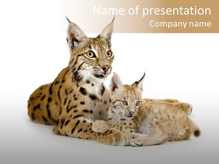 Majestic Tuft Mother PowerPoint Template