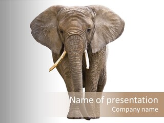 Ivory Single Standing PowerPoint Template