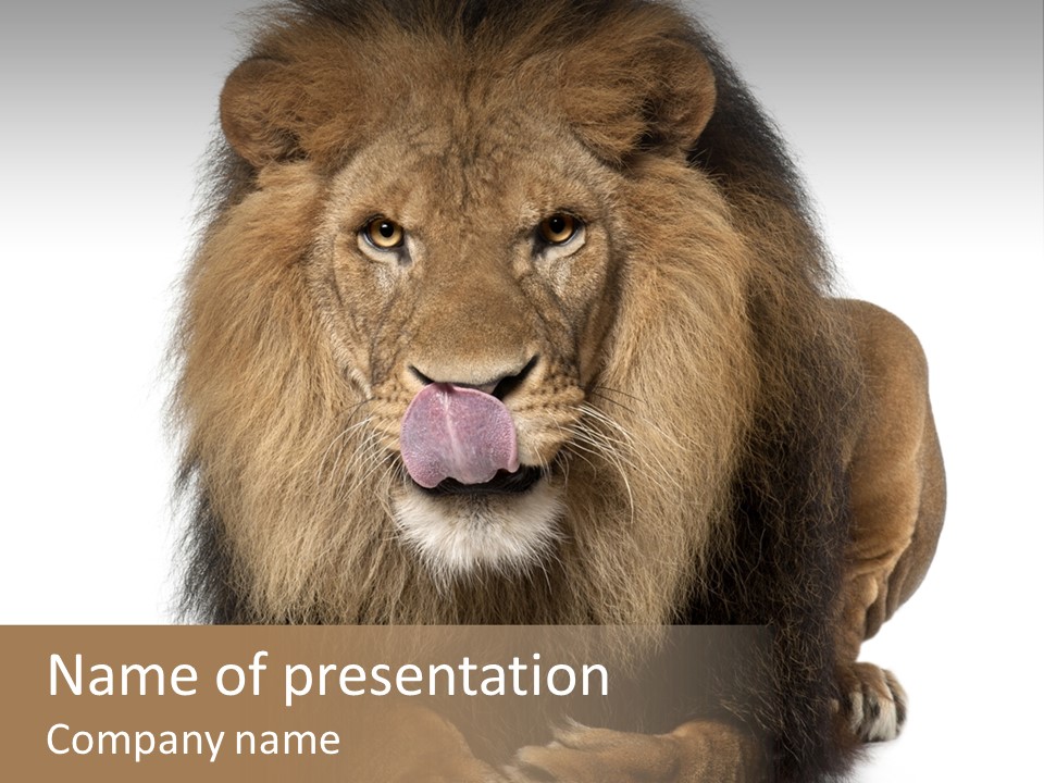 Animal Themes Mane Laying Down PowerPoint Template