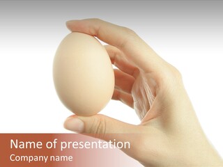 Yolk White Chicken PowerPoint Template