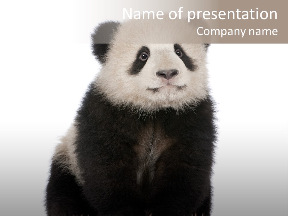 Black Bear Cub Nobody PowerPoint Template