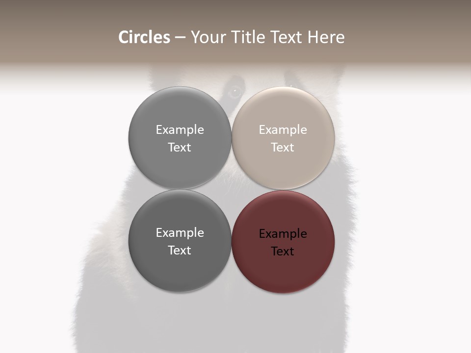 Black Bear Cub Nobody PowerPoint Template