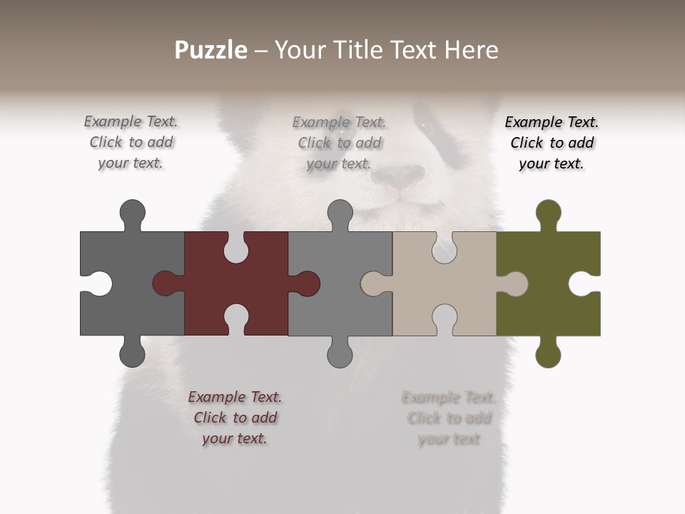 Black Bear Cub Nobody PowerPoint Template