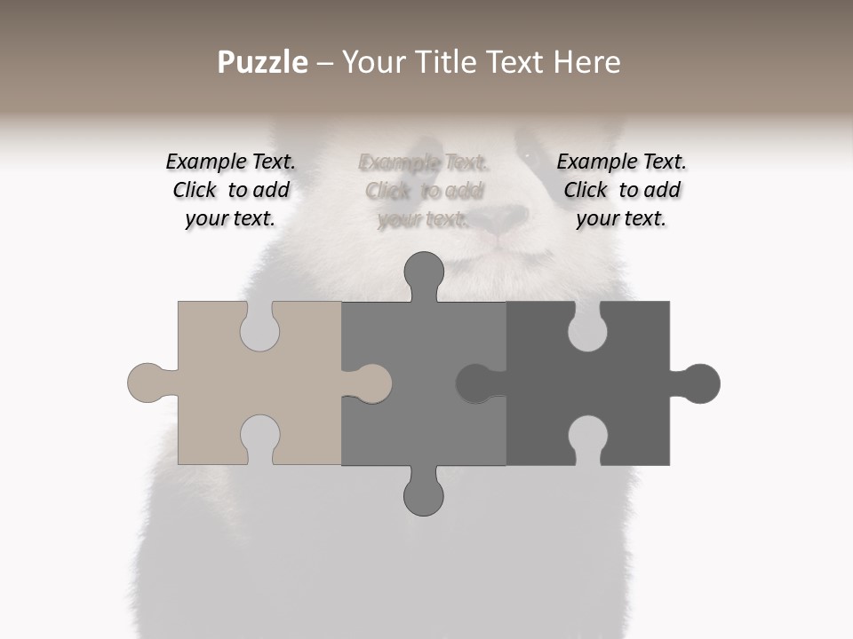 Black Bear Cub Nobody PowerPoint Template