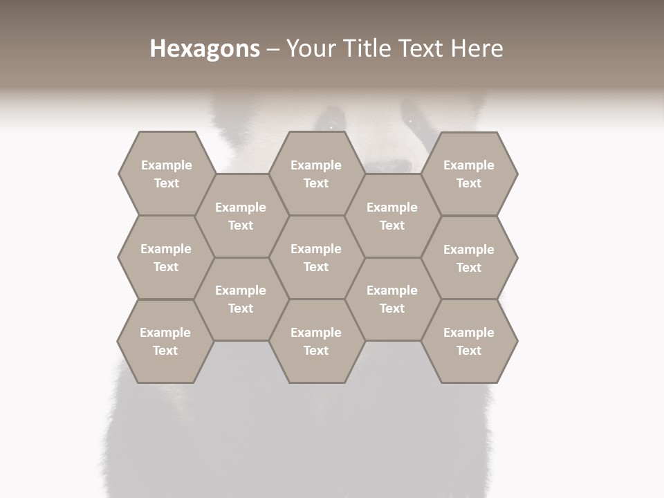 Black Bear Cub Nobody PowerPoint Template