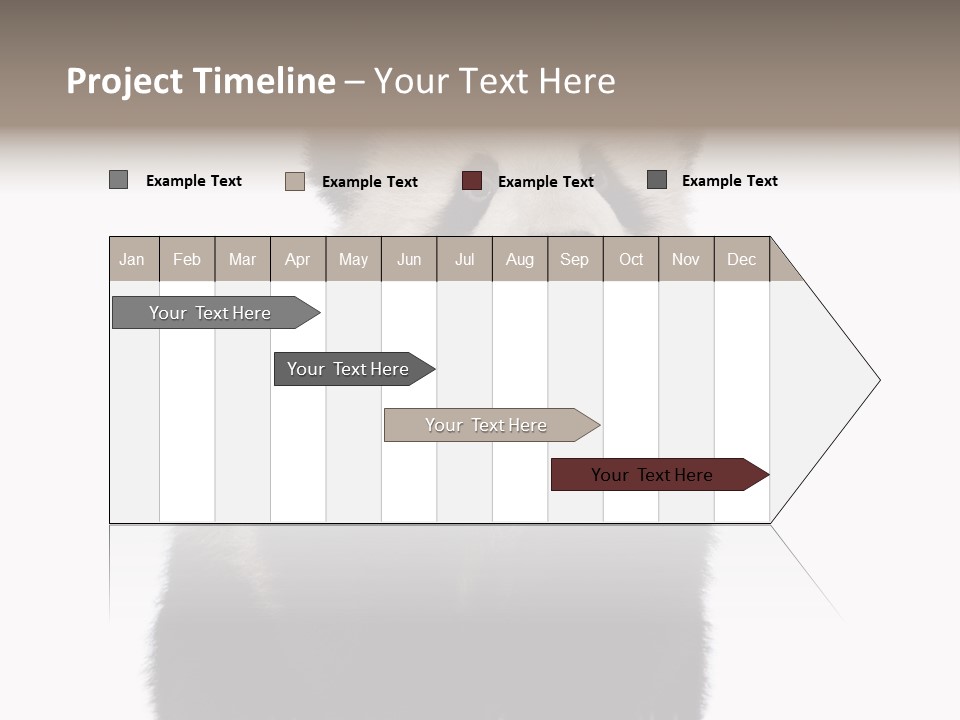 Black Bear Cub Nobody PowerPoint Template