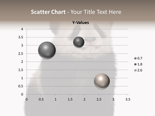 Black Bear Cub Nobody PowerPoint Template