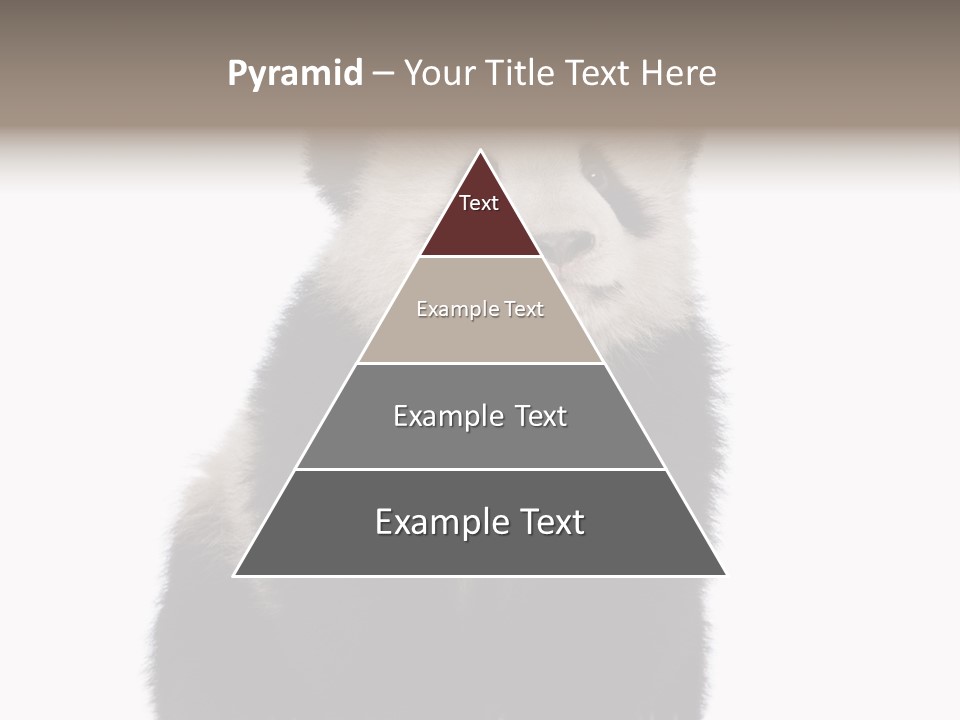 Black Bear Cub Nobody PowerPoint Template