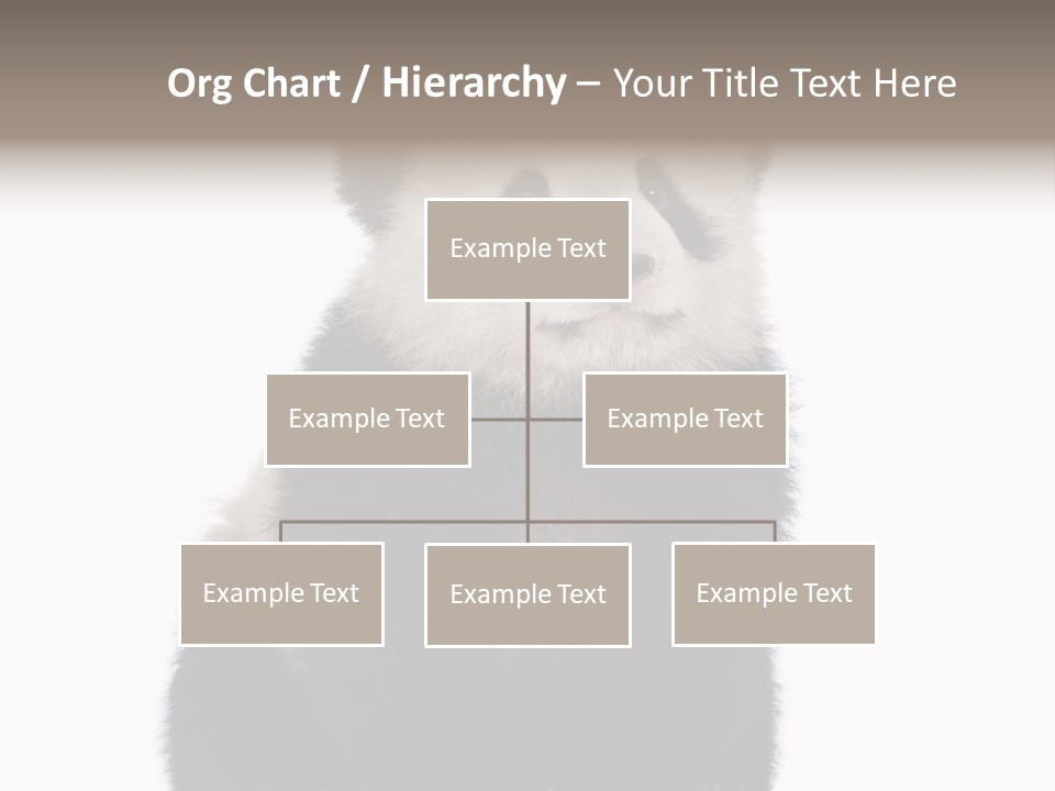 Black Bear Cub Nobody PowerPoint Template