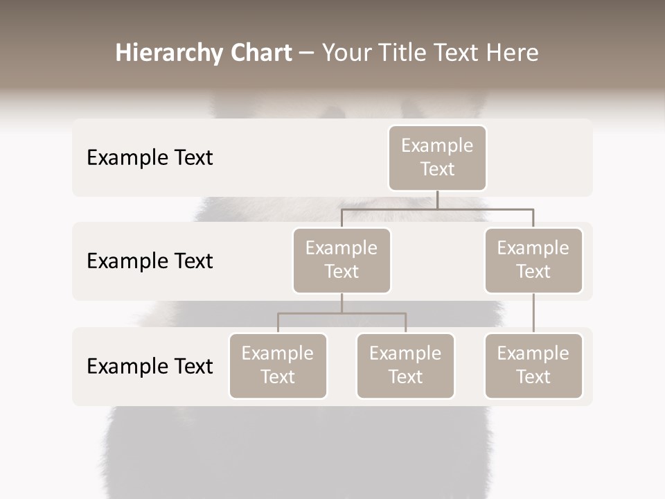 Black Bear Cub Nobody PowerPoint Template