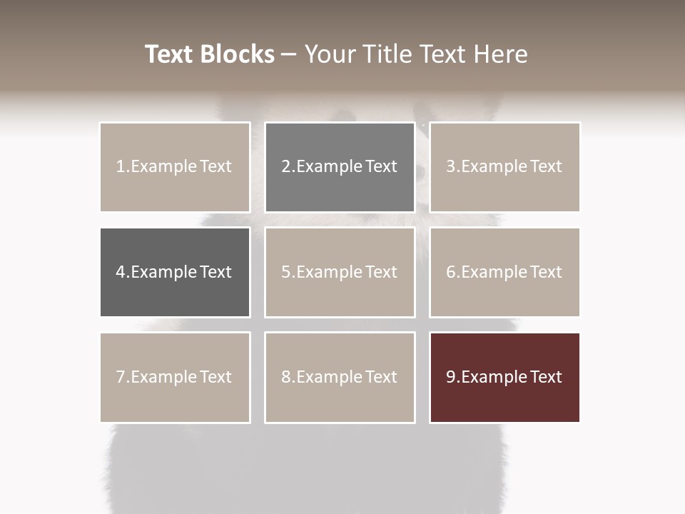 Black Bear Cub Nobody PowerPoint Template