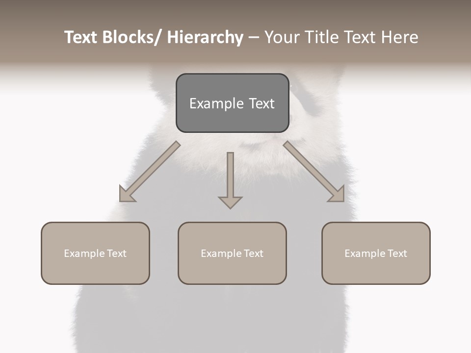 Black Bear Cub Nobody PowerPoint Template