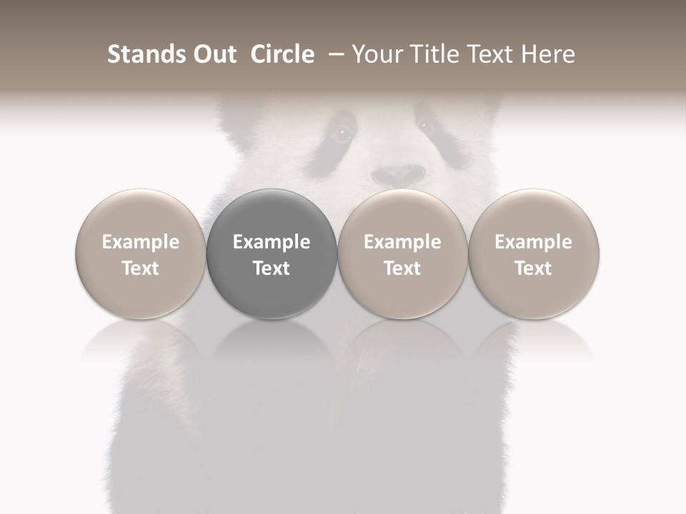 Black Bear Cub Nobody PowerPoint Template