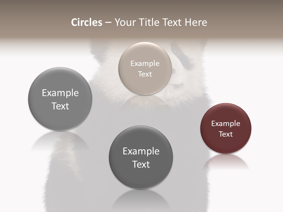 Black Bear Cub Nobody PowerPoint Template