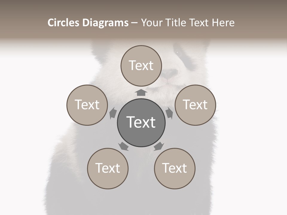 Black Bear Cub Nobody PowerPoint Template