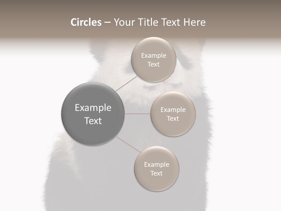 Black Bear Cub Nobody PowerPoint Template