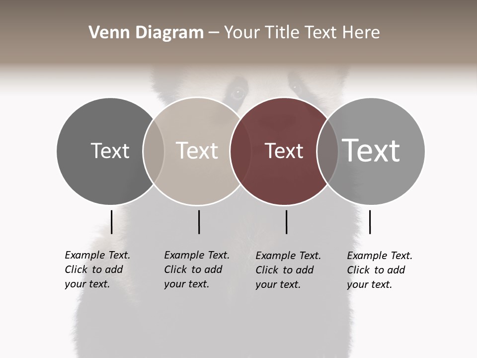 Black Bear Cub Nobody PowerPoint Template