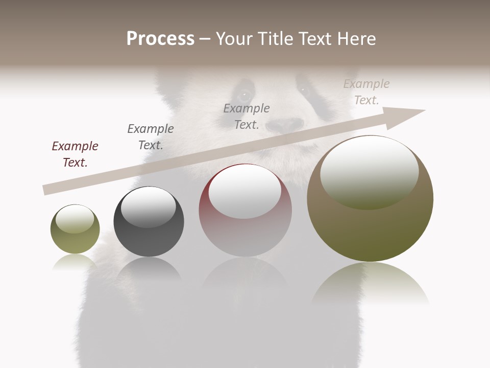 Black Bear Cub Nobody PowerPoint Template