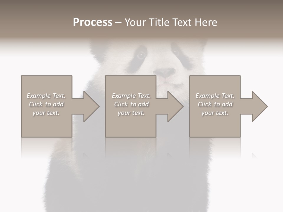 Black Bear Cub Nobody PowerPoint Template