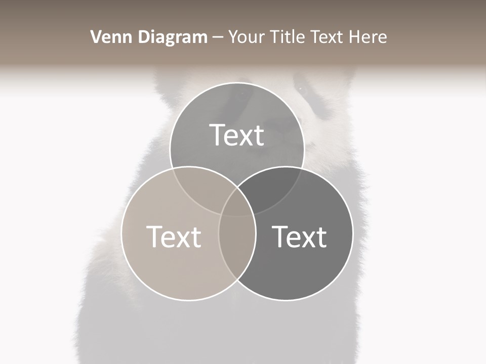 Black Bear Cub Nobody PowerPoint Template