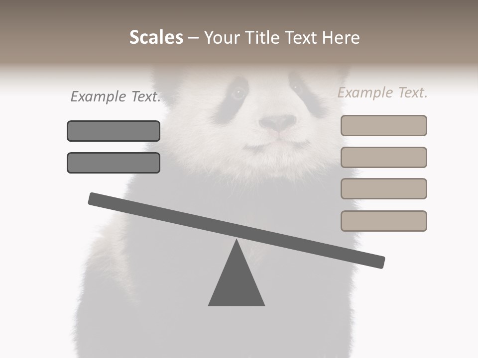 Black Bear Cub Nobody PowerPoint Template