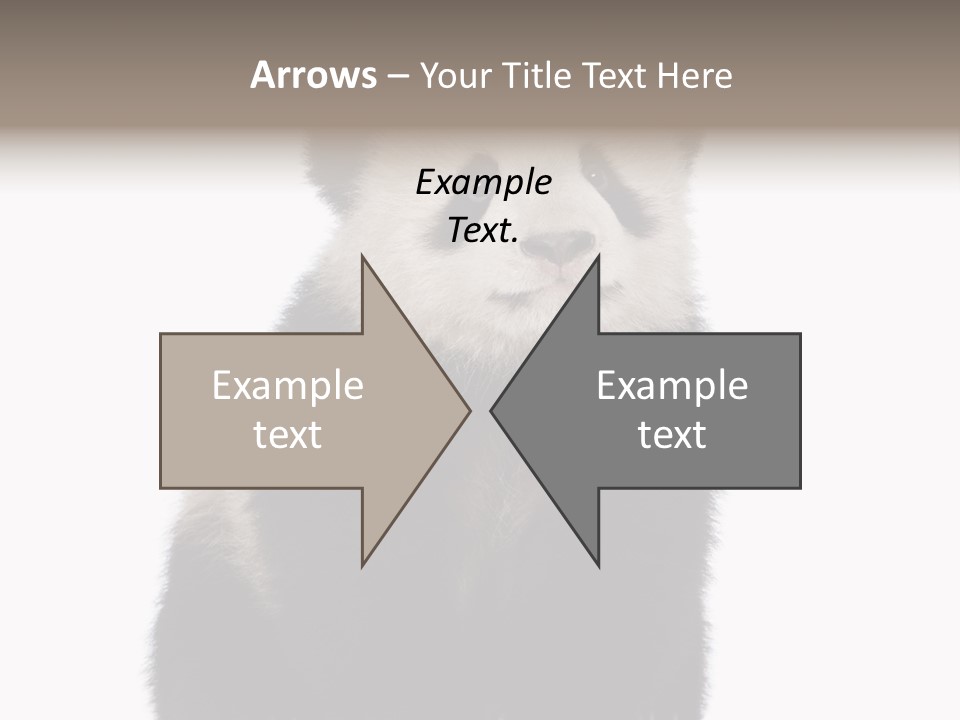 Black Bear Cub Nobody PowerPoint Template