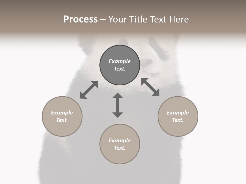 Black Bear Cub Nobody PowerPoint Template