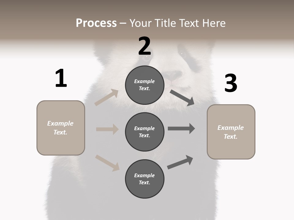 Black Bear Cub Nobody PowerPoint Template