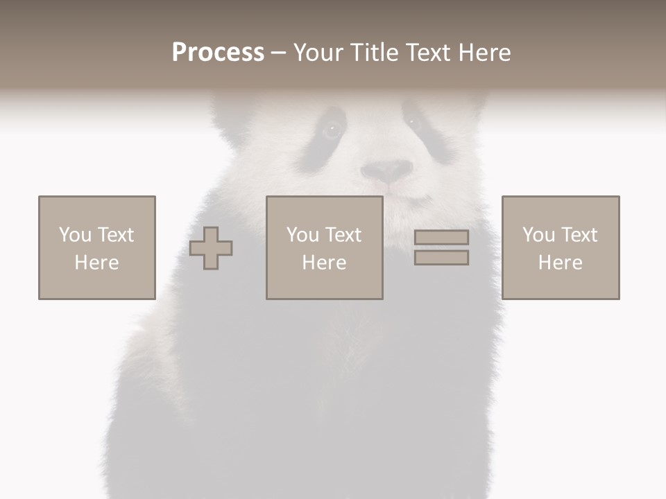Black Bear Cub Nobody PowerPoint Template