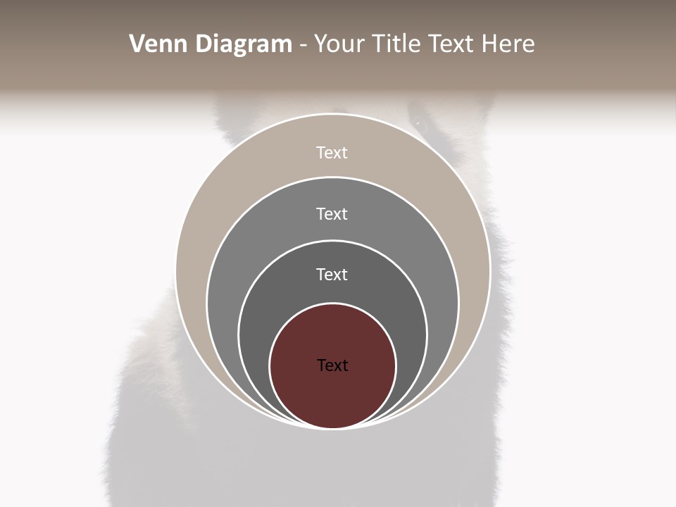 Black Bear Cub Nobody PowerPoint Template