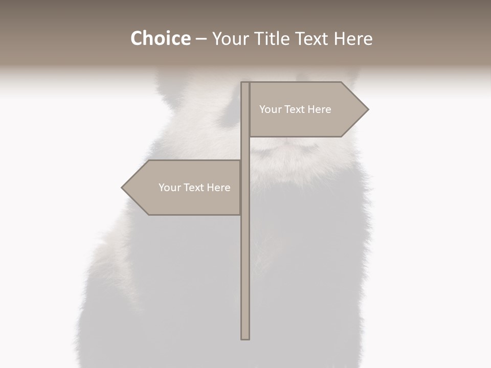 Black Bear Cub Nobody PowerPoint Template