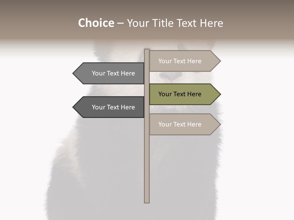 Black Bear Cub Nobody PowerPoint Template