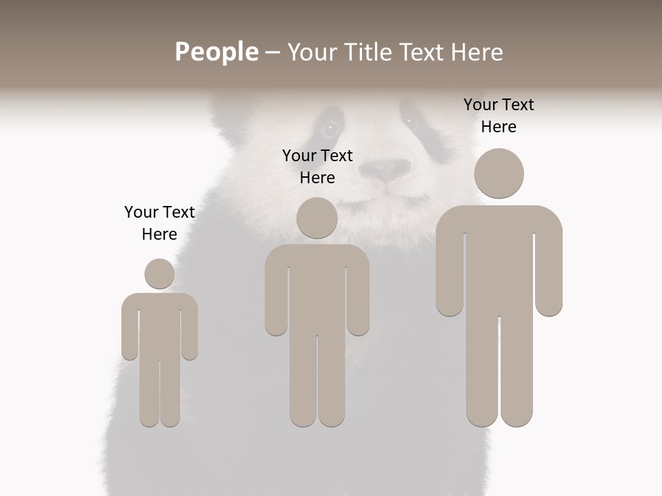 Black Bear Cub Nobody PowerPoint Template