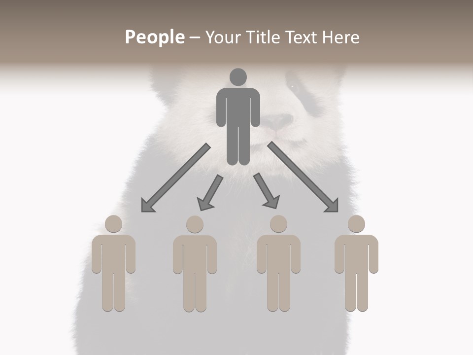 Black Bear Cub Nobody PowerPoint Template