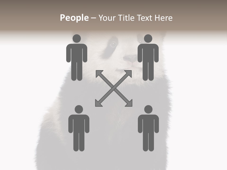 Black Bear Cub Nobody PowerPoint Template