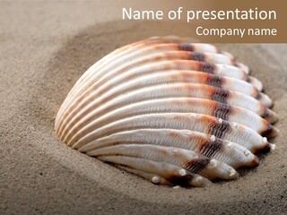 Coast Ornament Object PowerPoint Template