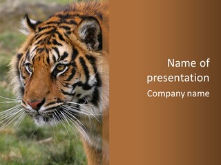 Animals Creative Planet PowerPoint Template