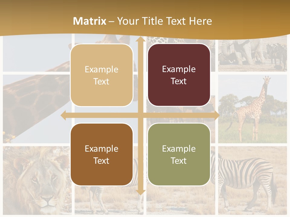 Lion Sunset Tiger PowerPoint Template