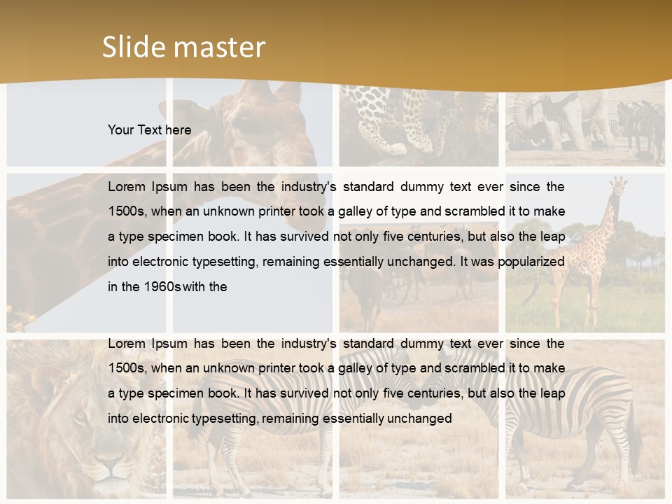 Lion Sunset Tiger PowerPoint Template