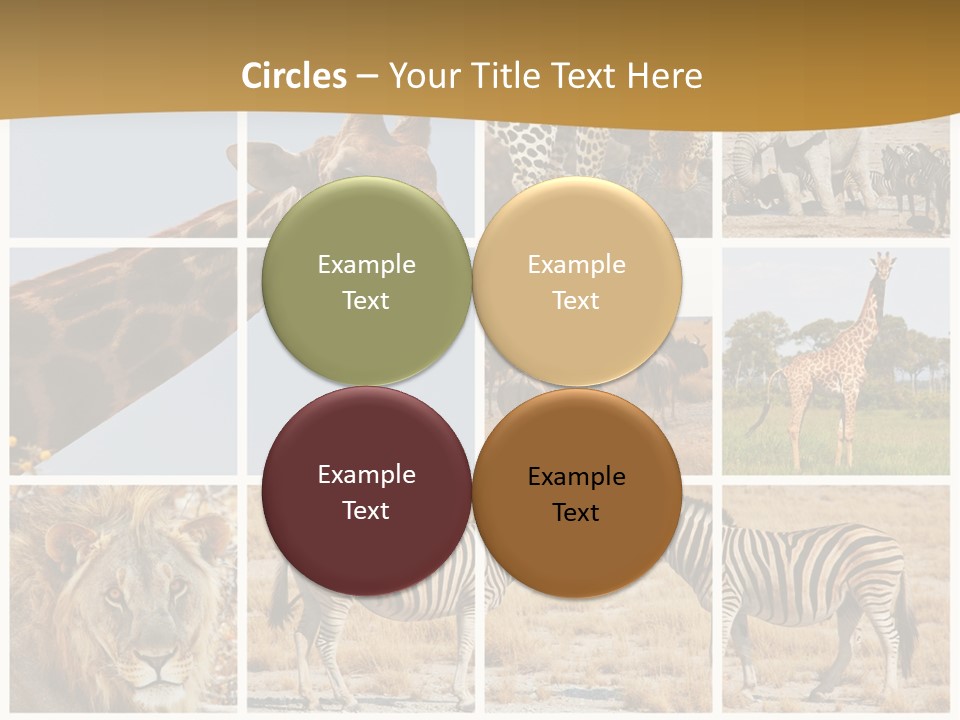 Lion Sunset Tiger PowerPoint Template