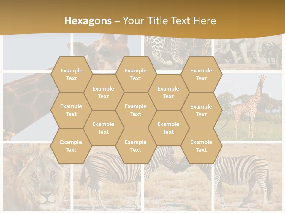 Lion Sunset Tiger PowerPoint Template