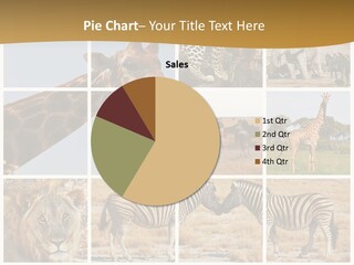 Lion Sunset Tiger PowerPoint Template