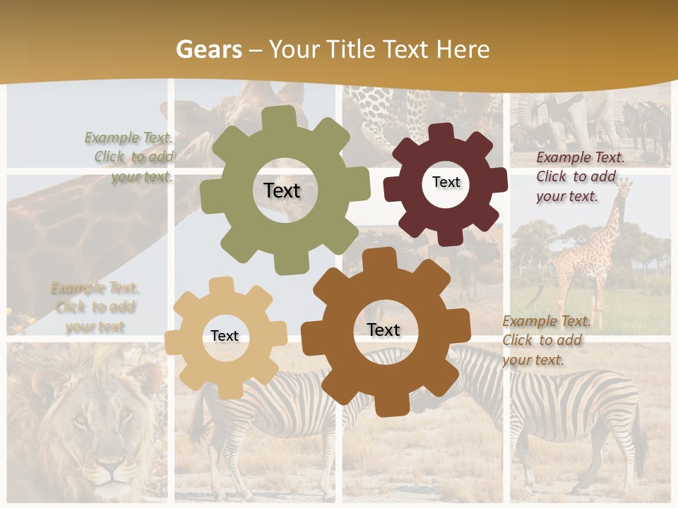 Lion Sunset Tiger PowerPoint Template