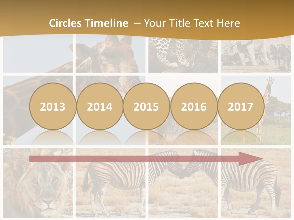 Lion Sunset Tiger PowerPoint Template