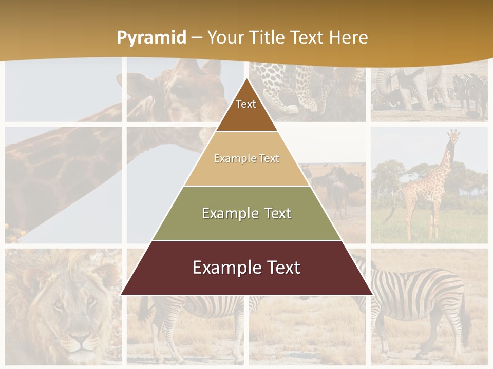 Lion Sunset Tiger PowerPoint Template