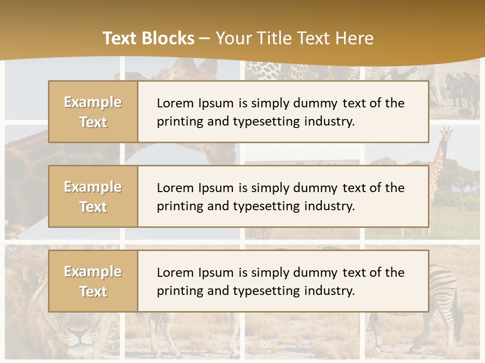 Lion Sunset Tiger PowerPoint Template