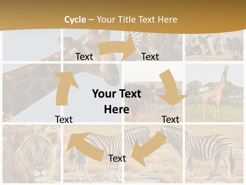 Lion Sunset Tiger PowerPoint Template