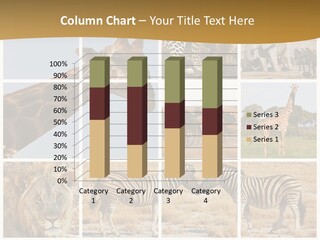 Lion Sunset Tiger PowerPoint Template