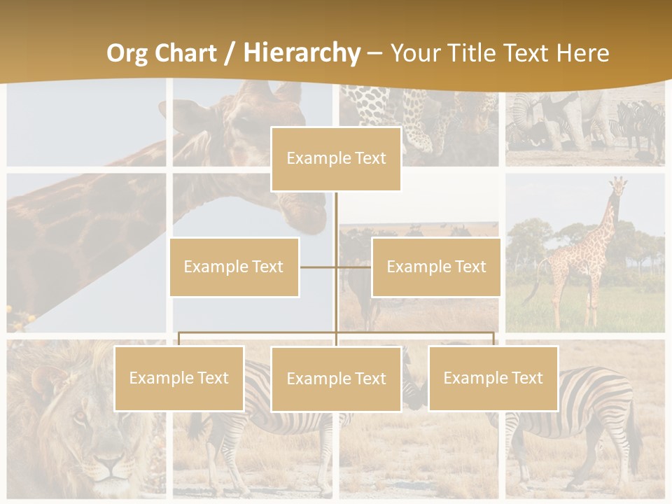 Lion Sunset Tiger PowerPoint Template